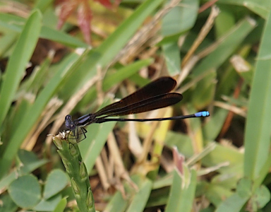 [A left side view of the damselfly perched at the end of a leaf of grass. Its wings are above the body in two sets such that one can not see through them. The last two segments of the body are light blue while the rest is dark brown. Stripes on the thorax are black and purple. There is also a purple section on the head.]